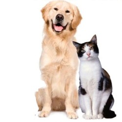 Kedi - Köpek - Evcil Hayvan Takip Cihazı